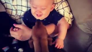 Baby Boy Giggles When Dog Licks Face - 1035643