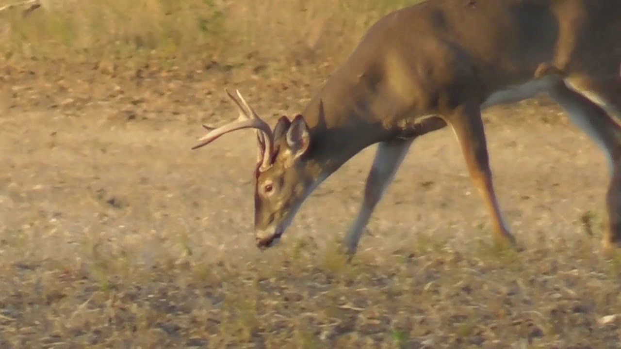 Michigan Archery Deer Season RUT ACTIVITY October 23, 2019 YouTube