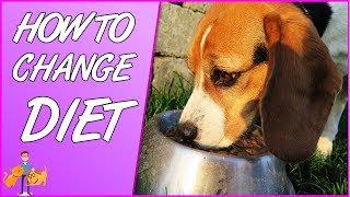 How to change your pets diet: the stress free approach!