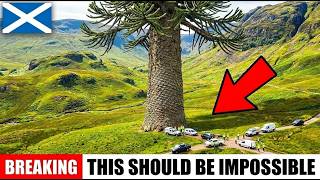 Chile's Monkey Puzzle Trees Are Thriving in Scotland — And Nobody Can Explain It