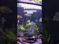 Hey Aqua Decoders!! The Ultimate Dream Tank? 🌈✨ Discus, Rainbowfish &amp; Ghost Knife Fish Harmony #love