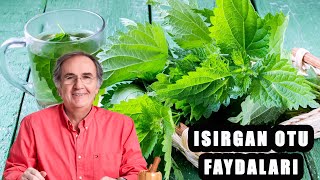 ISIRGAN OTUNUN FAYDALARI ve ZARARLARI