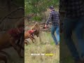 You Won't Believe What Happens To This Kangaroo 😭