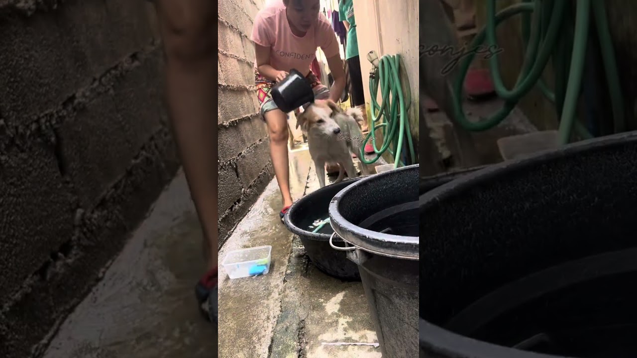 Bath time ng dalawang tamad maligo 😅😅