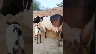 Frizan Cholistani Cross Cow