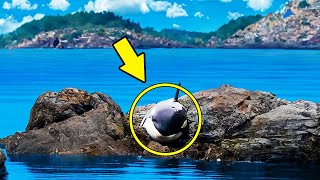 Giant Orca Got Stuck and Cried for Hours. When Rescuers Arrived, Something Amazing Happens