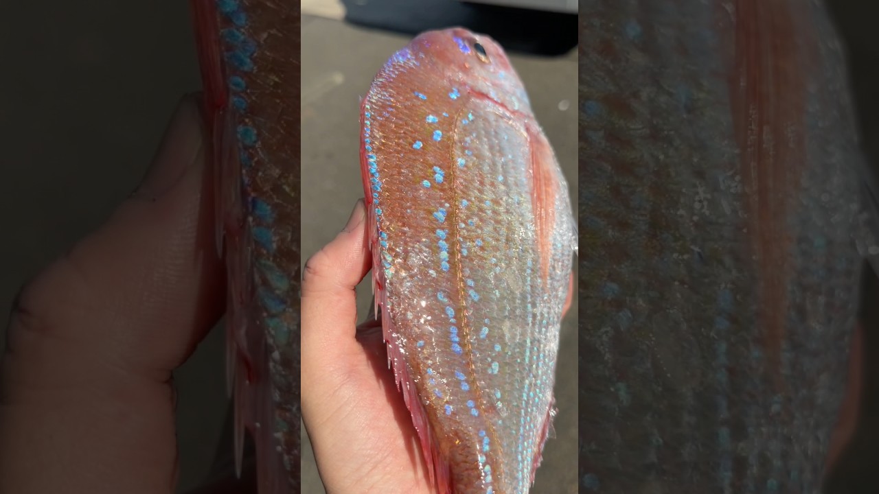 うお一番の地魚はこの鮮度感でお届けします‼️ #うお一番 #市場 #海鮮好き