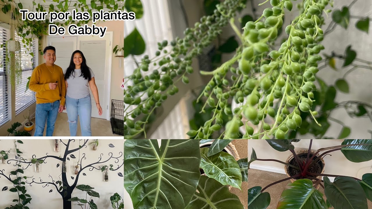 tour por las plantas de Gabby