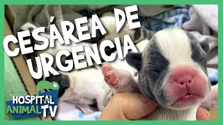 🐶CESÁREA DE URGENCIA A LAS 3 A.M | Hospital Animal TV