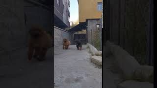 Baagiiah nohoinuud mongolian tibetan mastiff
