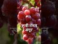 दुनिया का सबसे महंगा फल 🍇💎 | क्या भारत में रूबी रोमन अंगूर की खेती संभव है?