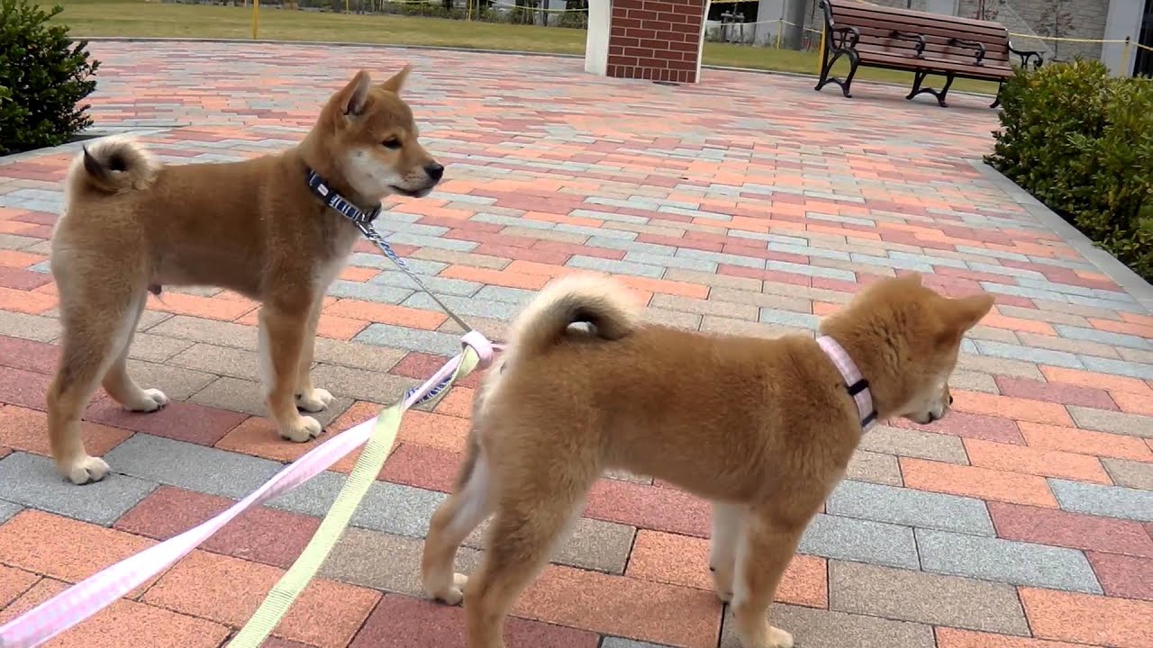 柴犬モモ 子犬 散歩デビュー YouTube