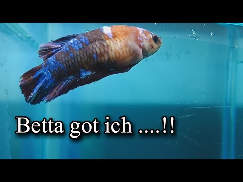 Vidéo: Comment guérir Ich ou Ick dans Betta Fish
