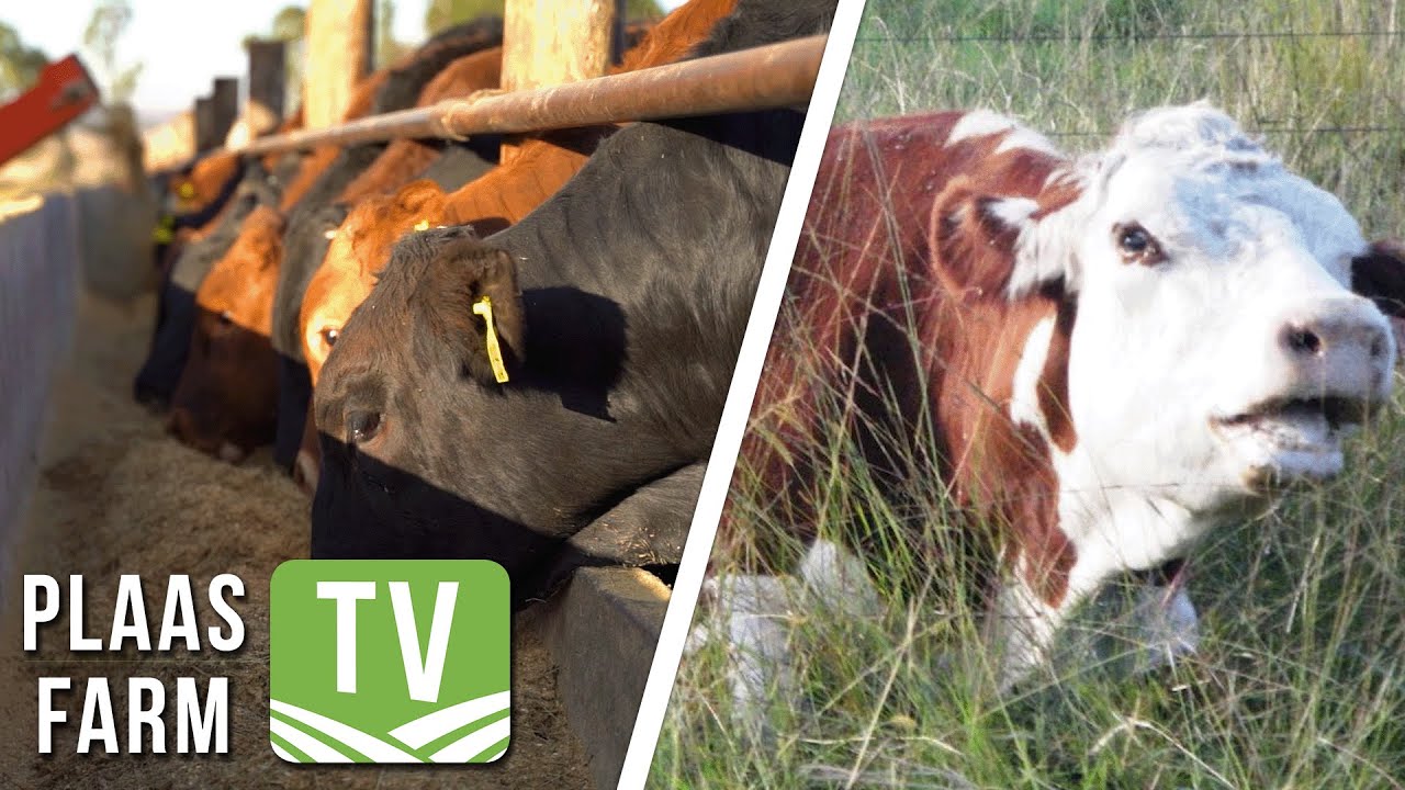 Respiratoriese siektes in die voerkraal / Drie-dae-stywesiekte: Plaas TV 3 Maart 2023