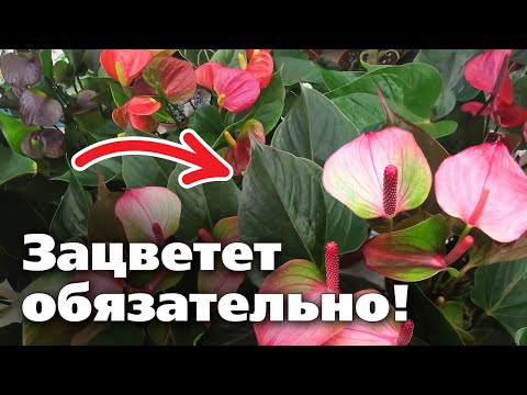 АНТУРИУМ - "МУЖСКОЕ СЧАСТЬЕ" . Секреты выращивания
