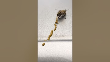 Never Eat This Special Honey 😱