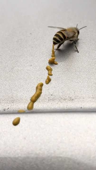 Never Eat This Special Honey 😱