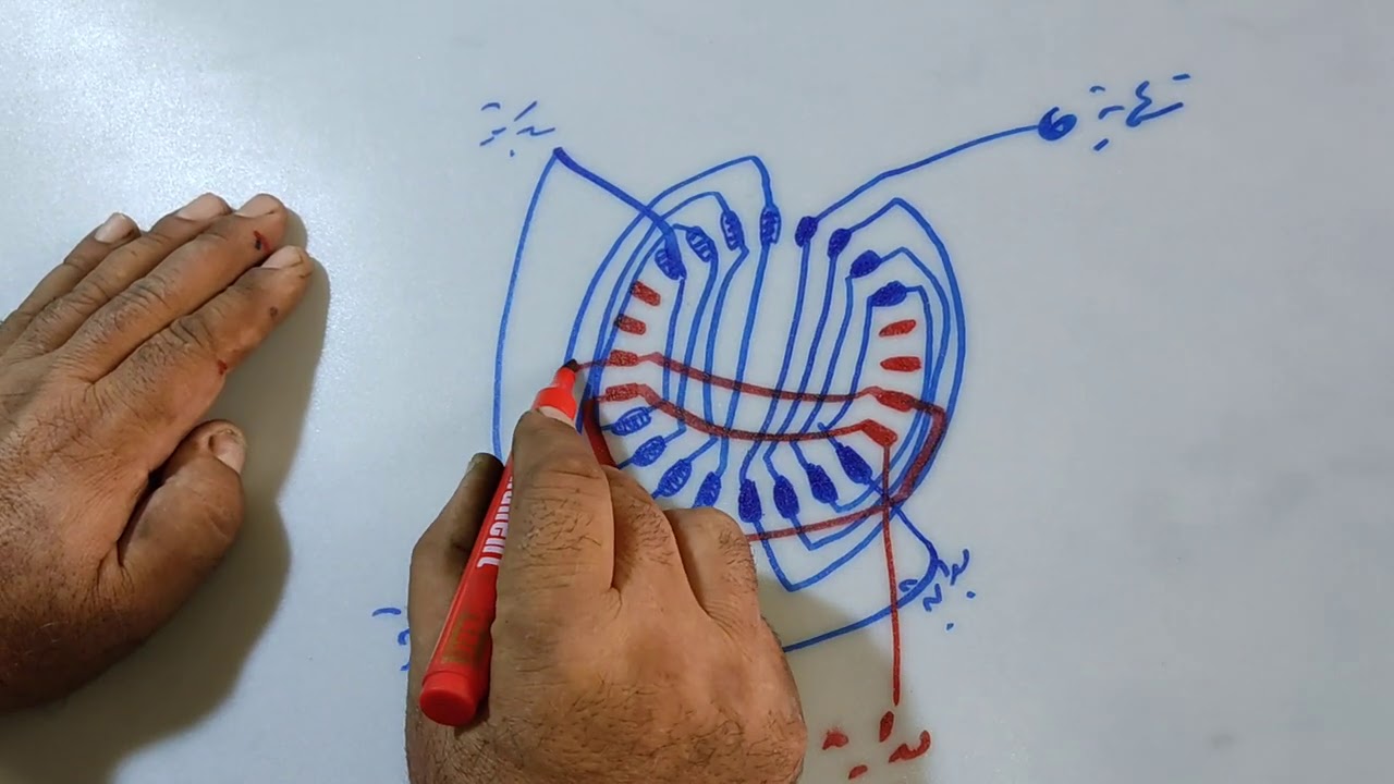 دورة لف الماطورات مخطط لف ماطور الماء/19