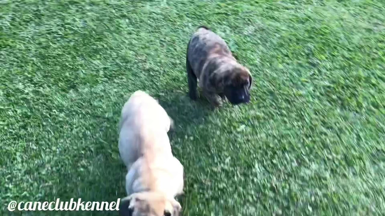 Filhotes de Presa Canário do Cane Club Kennel YouTube