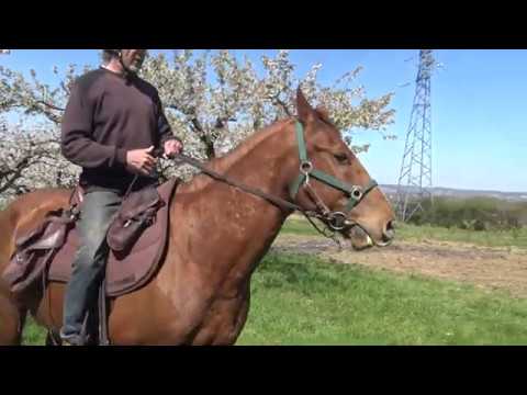 Equitation & Locomotion : 2-Prendre le contact - YouTube