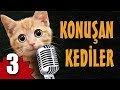 Konuan kediler 3  en komik kedilar