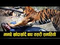 Chitwan National Park has taken control of man-eating tigers. watch Vedio