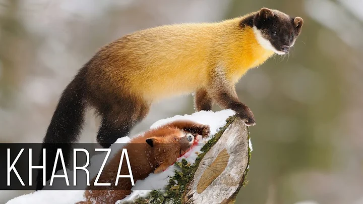 KHARZA is a huge Marten that hunts Deer and Elk! Kharza vs the deer and the monkey! - DayDayNews