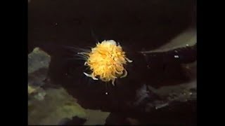 Secretos del mar - Discovery Channel 1998