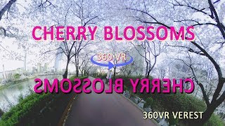 [360 vr] cherry blossoms(석촌호수) timelaps