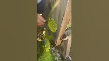 Smart technique to chop leaves with sharp machetes  #shorts