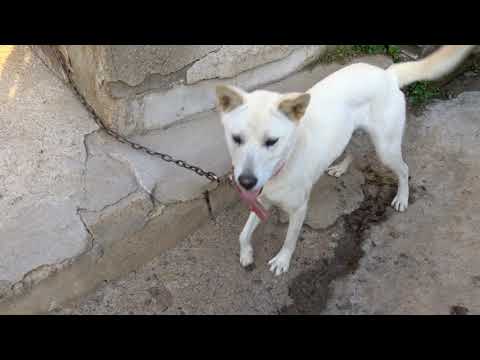 <strong>Cute</strong> Jindo Dog..... Jeonju <strong>city</strong>( 全州市.전주 ). KOREA