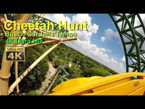 Cheetah Hunt Roller Coaster On Ride Front Seat 4k Ultra HD POV Busch Gardens Tampa