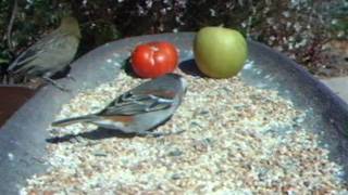 WSBC0082.AVI