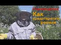 Пчеловодство: как предотвратить роение пчел