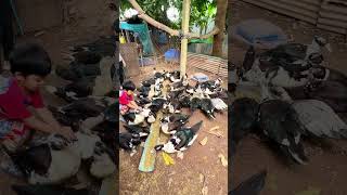 Profitable Muscovy Duck Meat Farming – Tips &amp; Tricks