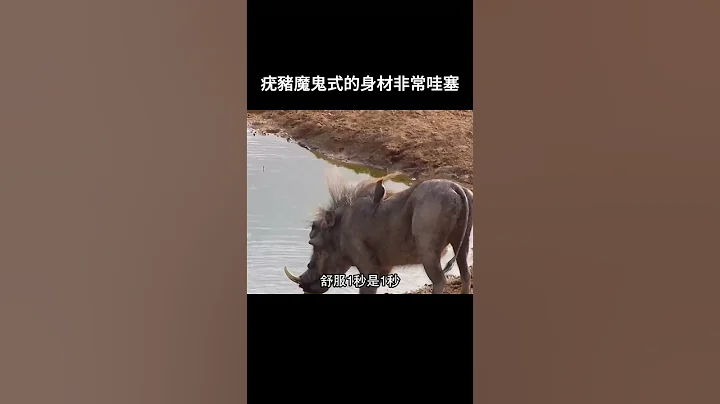 疣豬魔鬼式的身材非常哇塞 - 天天要聞
