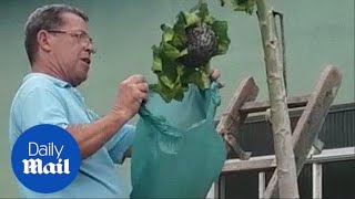 Man tries to remove wasp nest with plastic bag and fails horribly - Daily Mail