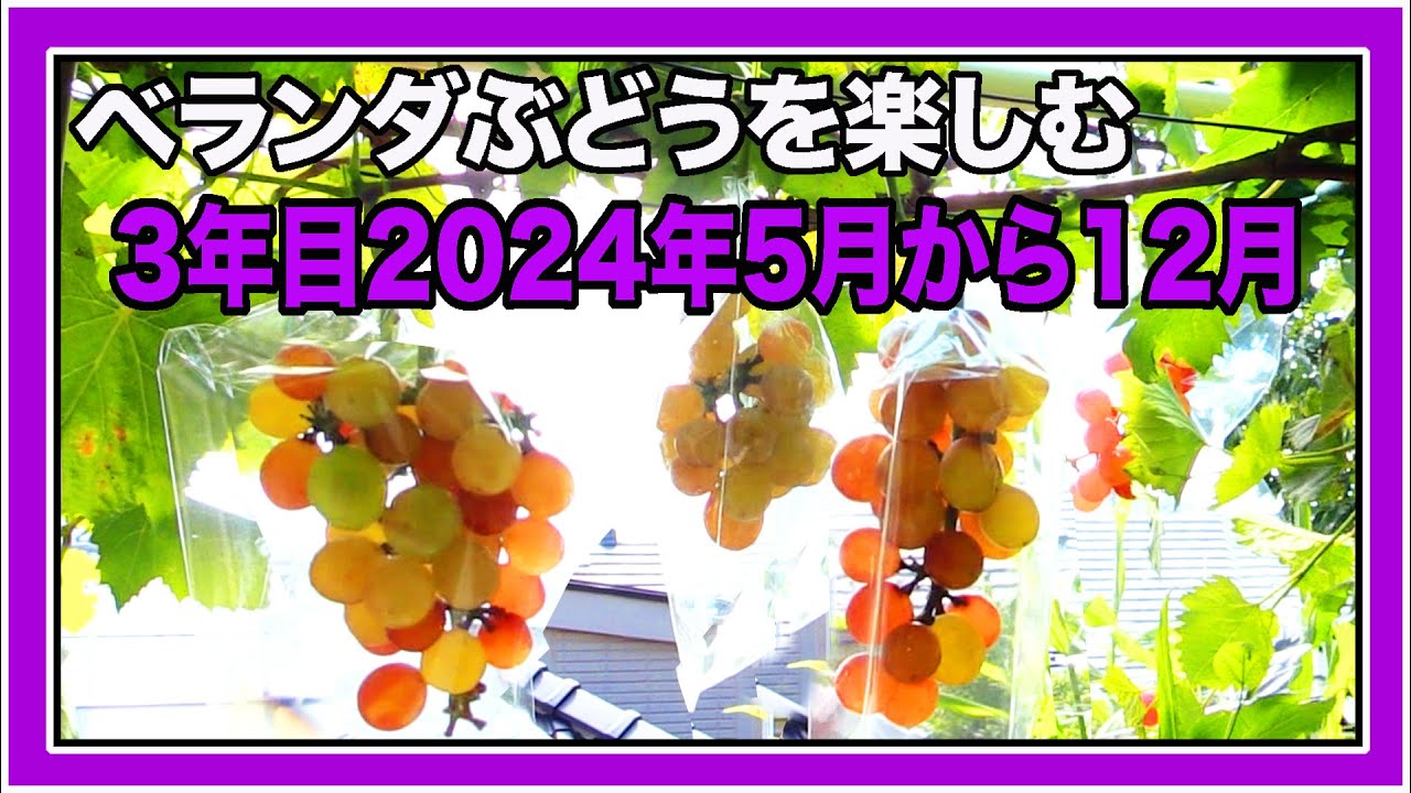 [ベランダ葡萄3年目]後編・2024年5月〜12月