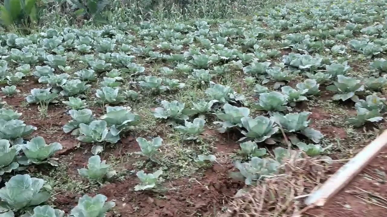 Desa Bawang Kec. Bawang Kab. Batang