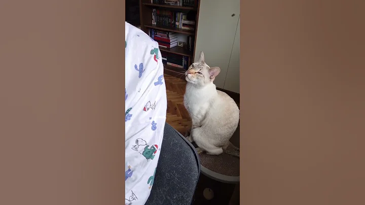 Watch the video about Cat meows softly at his human #lynxpointsiamese #cat