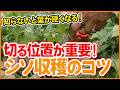 【シソ栽培】切る位置が重要！長く収穫するコツ【シェア畑】【農園ライフ】
