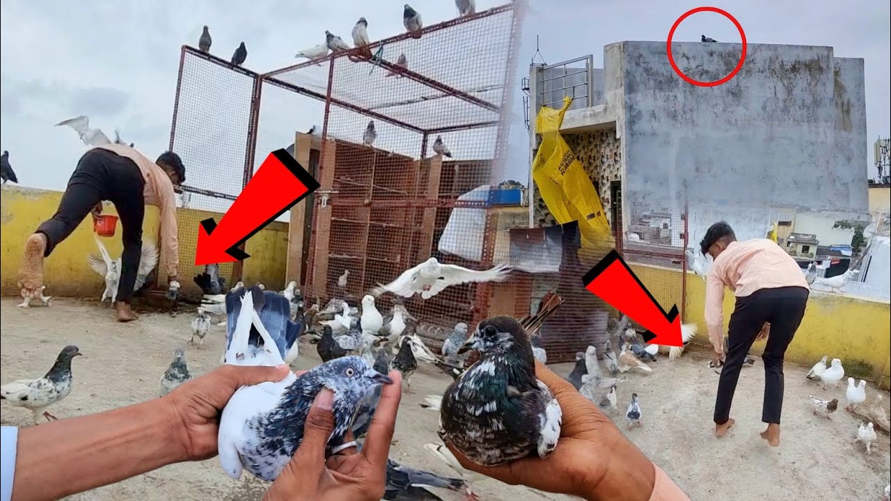 Back To Back 2 Kabootar Pkda 😍