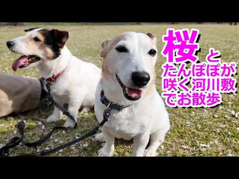 桜とたんぽぽが咲く河川敷でお散歩してきました