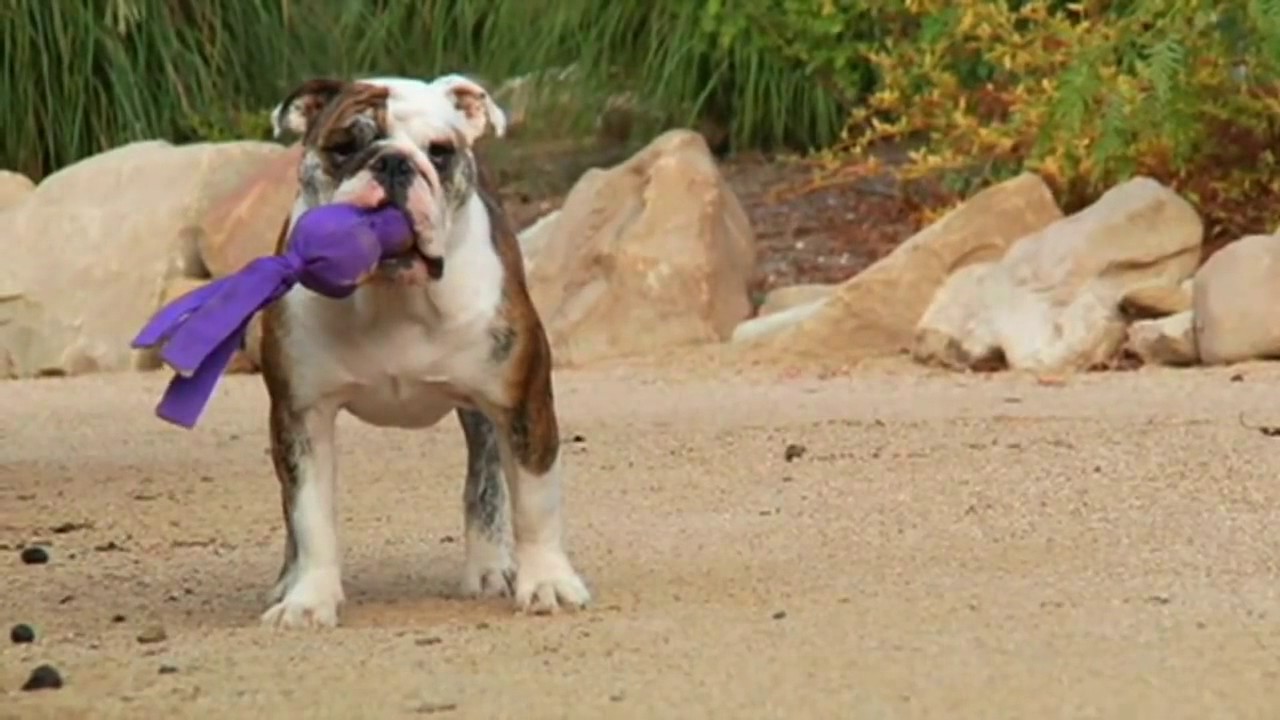 Every Buddy Needs a Wubba KONG Dog Toy Commercial YouTube