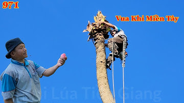 Hồi hộp khi Vua Khỉ Miền Tây chơi vơi trên thân cây Dừa cao mà nhỏ . Cutting coconut tree
