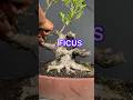 STURDY FICUS BONSAI TREE 