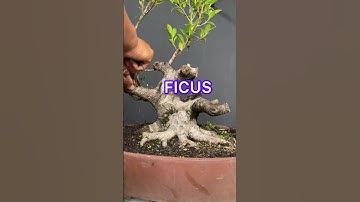 STURDY FICUS BONSAI TREE