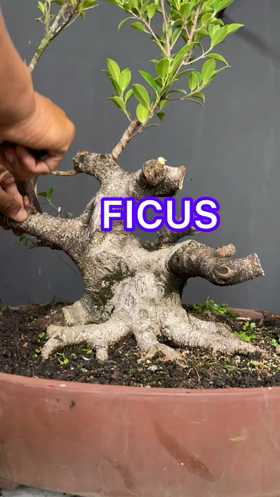 STURDY FICUS BONSAI TREE
