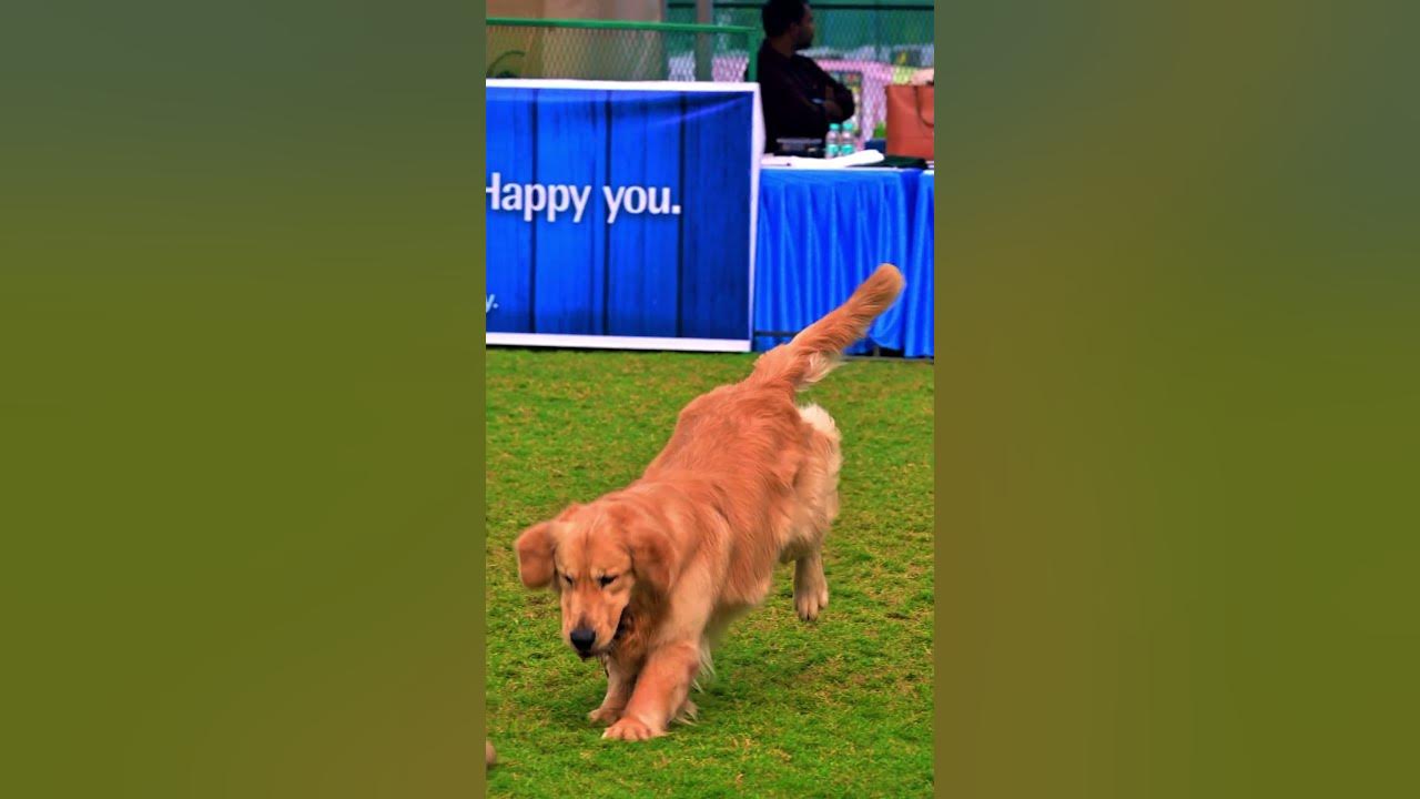 Dog Show Jamshedpur YouTube