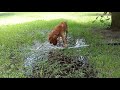 Коккер-спаниель Бусля играет с водой после прогулки.